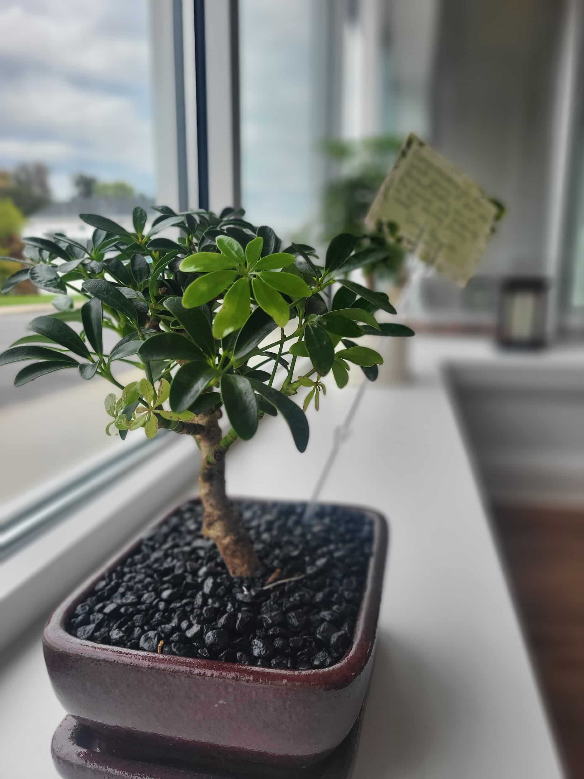 Samurai Arts Academy Chesterville bonsai tree